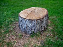 Best Tree Health Inspection  in East Point, GA