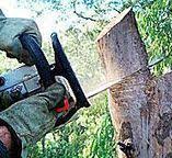 How Our Tree Care Process Works  in  East Point, GA
