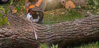 Best Tree Removal  in East Point, GA