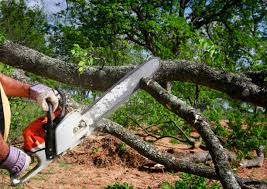 Best Tree Trimming and Pruning  in East Point, GA
