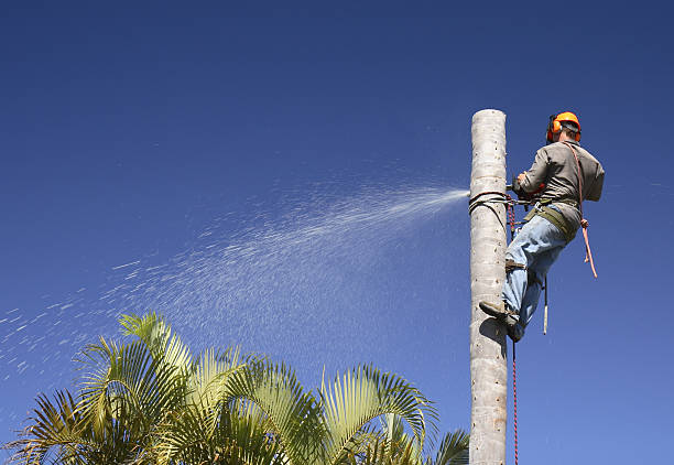 Best Root Management and Removal  in East Point, GA