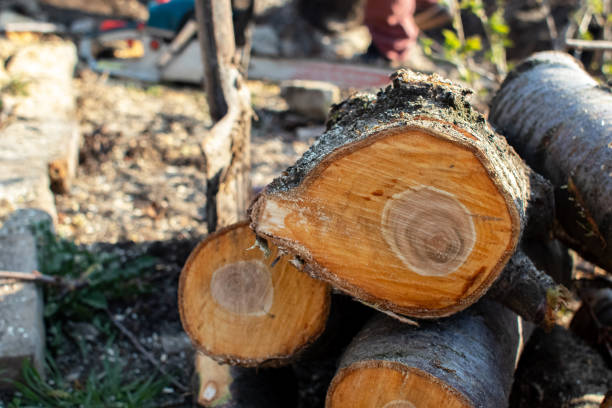 Best Emergency Tree Removal  in East Point, GA