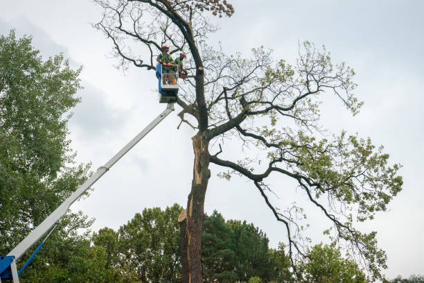 Best Hazardous Tree Removal  in East Point, GA