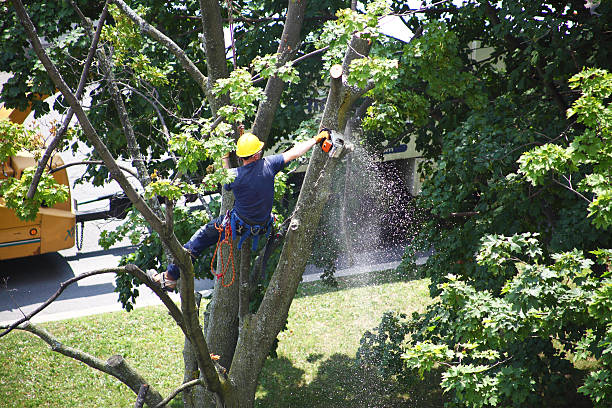 Best Seasonal Cleanup (Spring/Fall)  in East Point, GA