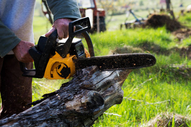 Best Stump Grinding and Removal  in East Point, GA