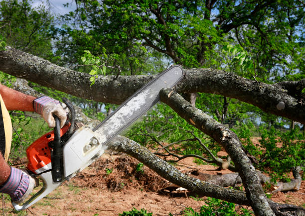 Best Aeration Services  in East Point, GA