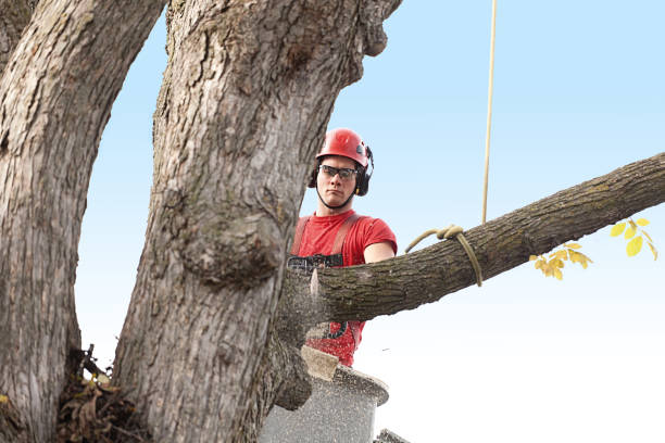 Best Hedge Trimming  in East Point, GA